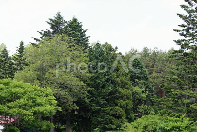 6月の野山③ 野山,森,林の写真素材