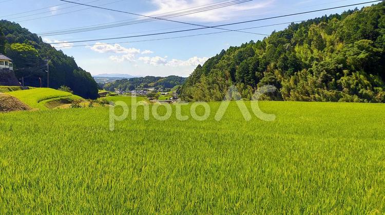 山間の夏景色（阿蘇郡西原村） 夏,稲,自然の写真素材