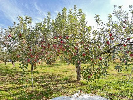りんごの木 りんご,林檎,収穫の写真素材
