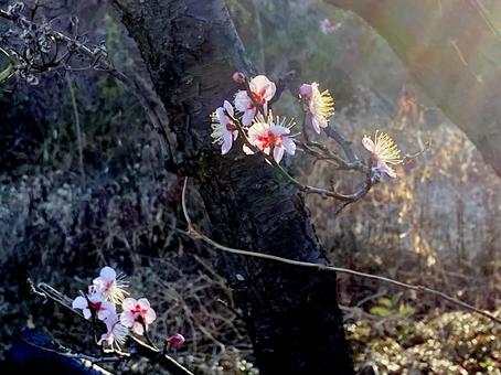 梅 梅,冬,ウインターの写真素材