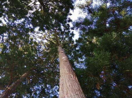 Large cedar tree, JPG Large cedar tree, JPG