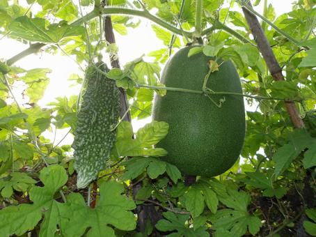 姫冬瓜とゴーヤの夏野菜 夏,野菜,家庭菜園の写真素材