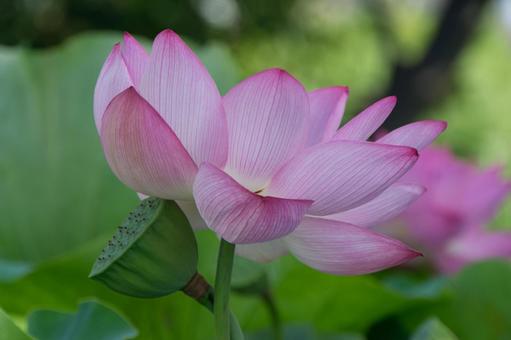 原市沼の古代蓮 原市沼の古代蓮 蓮の花,ハス,アップの写真素材