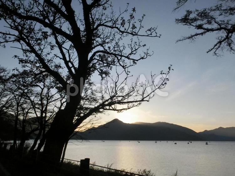 夕暮れ時の木のシルエット-12 夕暮れ,夕方,薄暮の写真素材