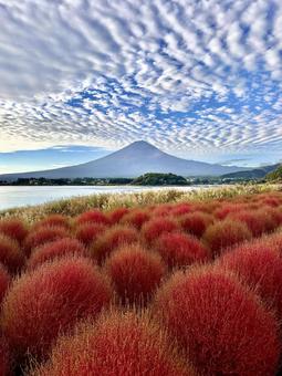 秋空とコキアと富士山 秋空とコキアと富士山 富士山,コキア,河口湖の写真素材