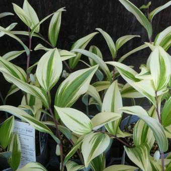 Variegated Polygonatum edulis Leaves of Polygonatum edulis, leaf, color reef, amadocoro, JPG