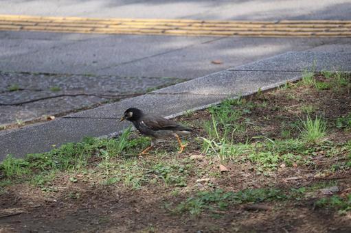 地面を歩くムクドリのいる風景 地面,歩く,ムクドリの写真素材