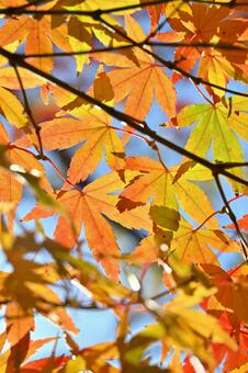 もみじ もみじ,紅葉,秋の写真素材