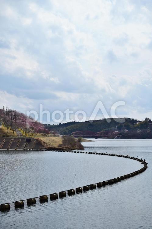＜千葉県＞市津湖・長柄ダム(桜) 桜,春,市津湖の写真素材