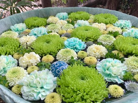 色鮮やかな花手水35 花手水,はなちょうず,手水舎の写真素材