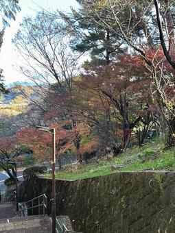 紅葉 紅葉,赤,秋の写真素材