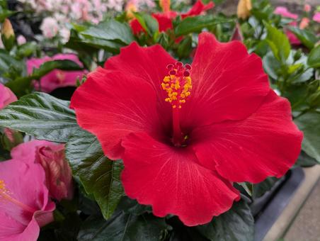 鮮やかな赤のハイビスカス 鮮やかな赤のハイビスカス ハイビスカス,花,flowerの写真素材