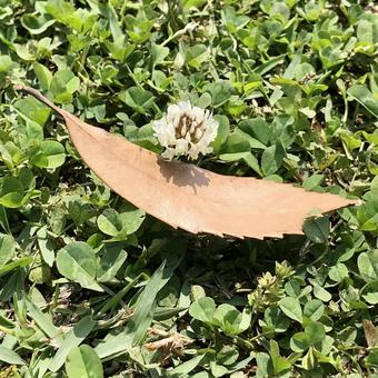 Co-starring leaves and flowers, hoa, trắng, mùa xuân, JPG