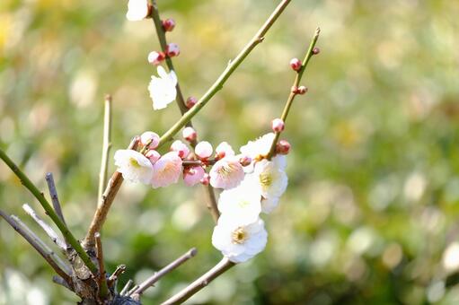 plum, plum, ume, flower, JPG