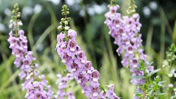 紫色のアンゲロニアの花 紫色のアンゲロニアの花の写真
