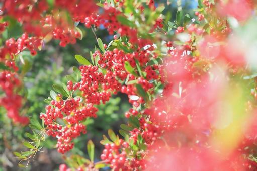 火棘與紅色水果 火棘與紅色水果