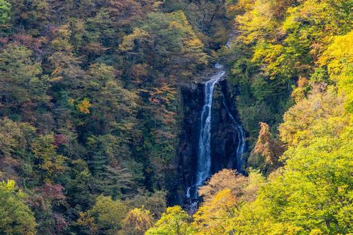 蔵王の紅葉⑵ 蔵王,紅葉,秋の写真素材