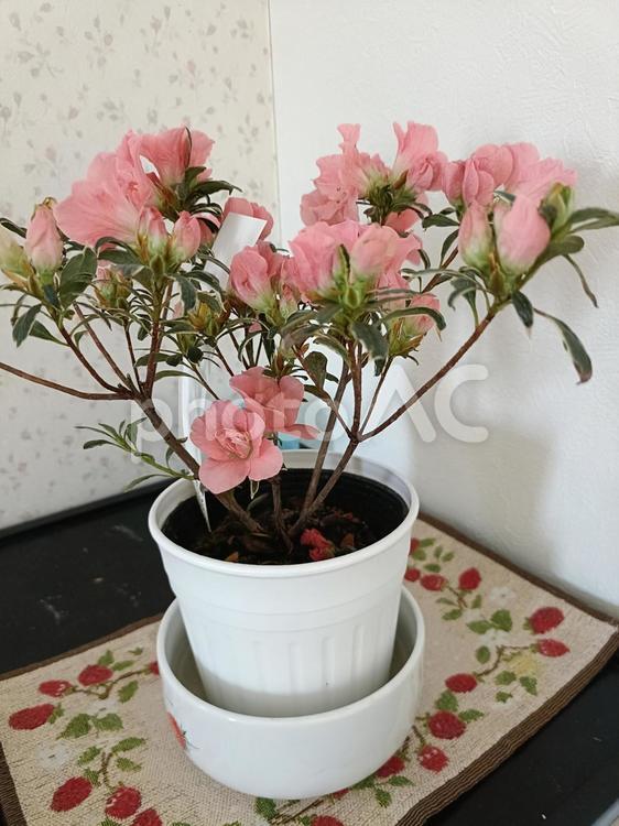 暑さにも寒さにも弱いんですよ フラワー,花,ピンクの写真素材