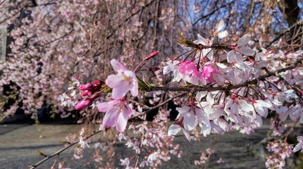 Weeping cherry tree, JPG Weeping cherry tree, JPG