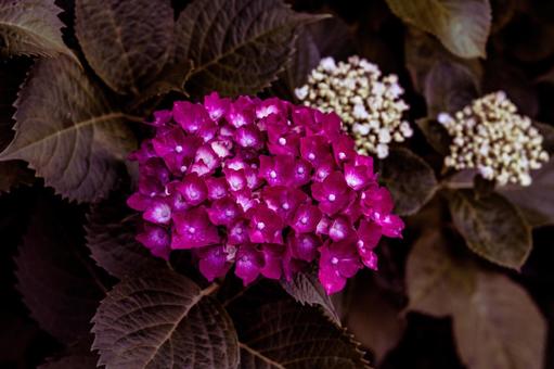 Hydrangea, JPG