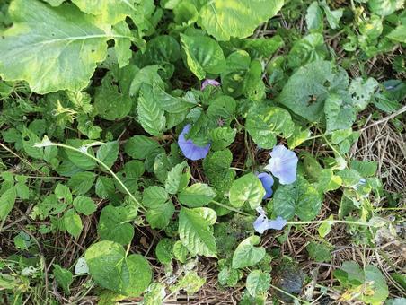 花11 花11 土,植物,葉っぱの写真素材