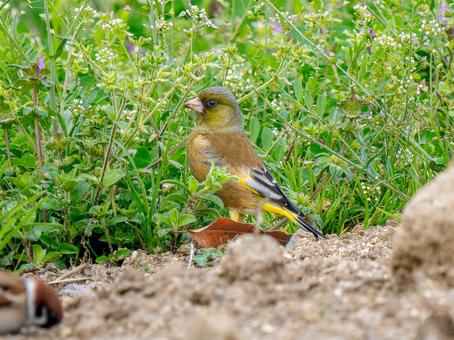 地面を歩くカワラヒワ 地面を歩くカワラヒワの写真