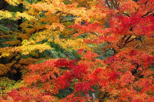 Autumn colors, JPG Autumn colors, autumn leaves, yellow leaves, red, JPG