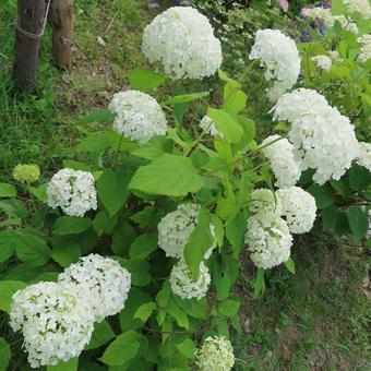 Hydrangea, JPG