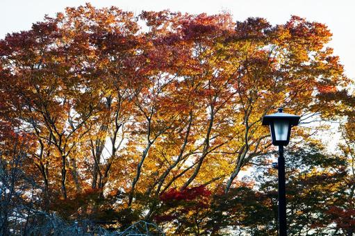 塩釜神社の秋景色⒁ 秋,紅葉,日差しの写真素材