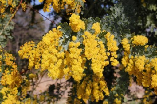 ミモザ・銀葉アカシアの咲く風景 花木,美しい,鮮やかの写真素材