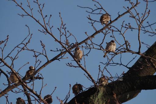 Sparrows fluffing in the cold wind, sparrow, bird, sparrow, JPG