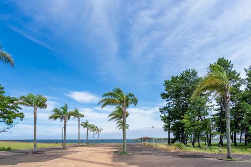 晴天の海辺公園とヤシの木 晴天の海辺公園とヤシの木 青空,空,夏の写真素材