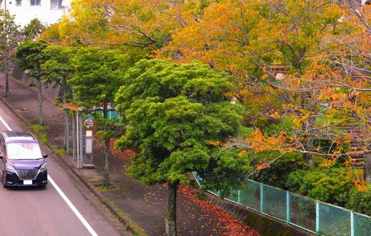 初秋の街角 初秋,木々,色づくの写真素材