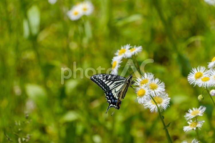 ヒメジョオンに舞うアゲハチョウ アゲハチョウ,蝶,昆虫の写真素材
