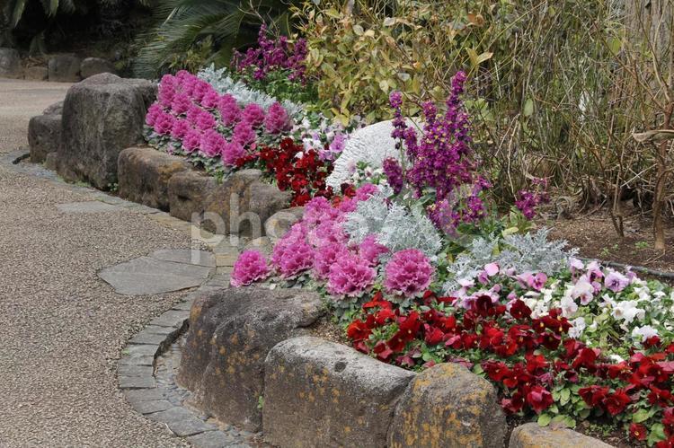 ハボタン・葉牡丹の花壇風景 ハボタン・葉牡丹,自然,素材の写真素材