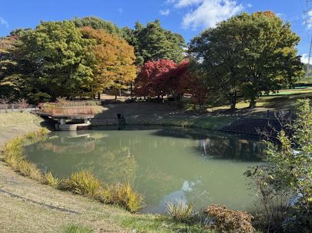 晩秋の小坂田公園の紅葉（長野県塩尻市）の写真