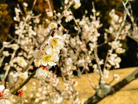 濃密に咲く 濃密に咲く 梅,梅林,梅園の写真素材