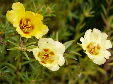 松葉牡丹（ポーチュラカ）が見頃を迎える マツバボタン,ポーチュラカ,花の写真素材