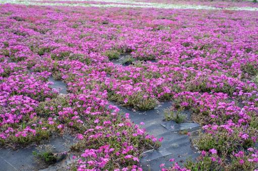 新荒川大橋緑地の芝桜 新荒川大橋緑地の芝桜 芝桜,新荒川大橋緑地,荒川の写真素材