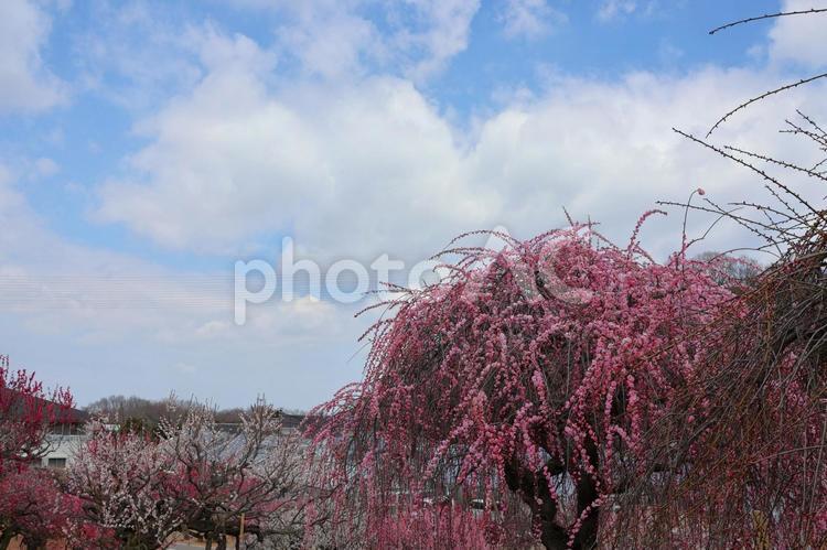 ３月中旬の園芸総合センターのしだれ梅の花 背景,しだれ梅,梅の写真素材