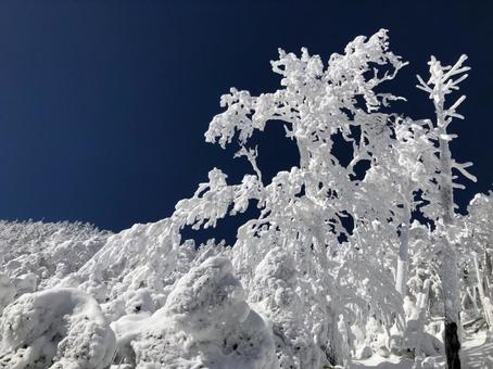 樹氷 樹氷,スノーモンスター,雪景色の写真素材
