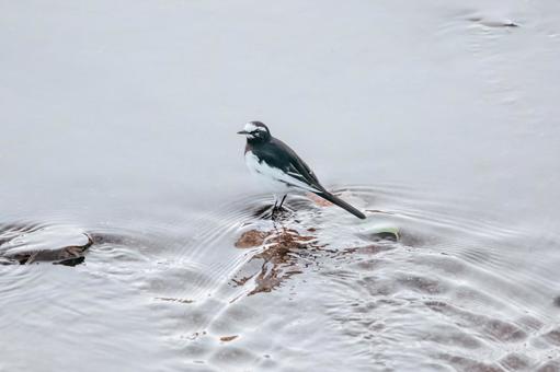 セグロセキレイさん足冷たくないですかの写真