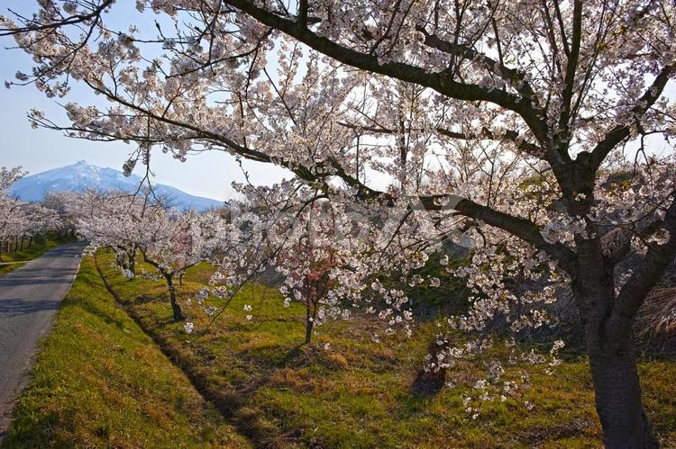 岩木山と桜 サクラ,さくら,岩木山の写真素材