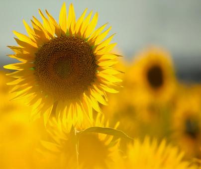 ひまわり 201208 08 ひまわり 201208 08の写真