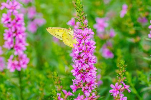 Lythrum salicaria and Colias butterfly (39), JPG