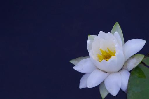Water lily, JPG