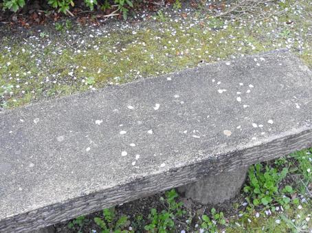 桜の花びら 桜,お花見,自然の写真素材