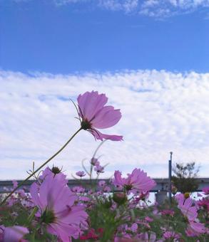 Photo, cosmos, cosmos field, autumn, 