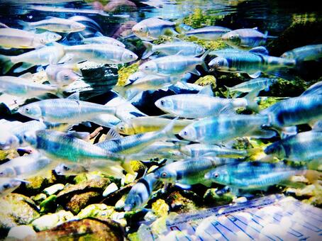 魚 魚の写真