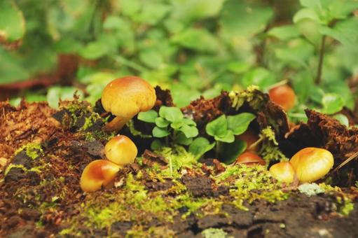 Mushrooms, JPG Mushrooms, JPG